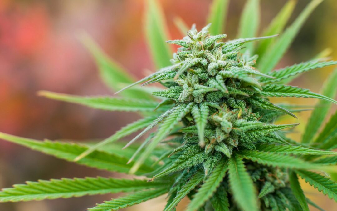 Members Only: Cannabinoids in Compassionate Care