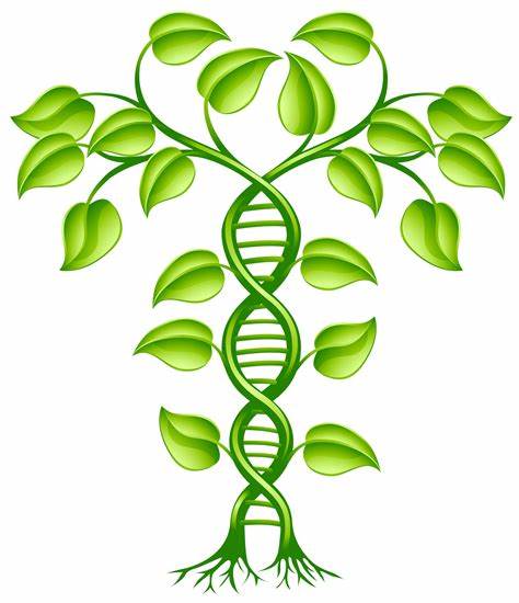 Members Only: Journal Club #5: Cannabis Strain Genetics